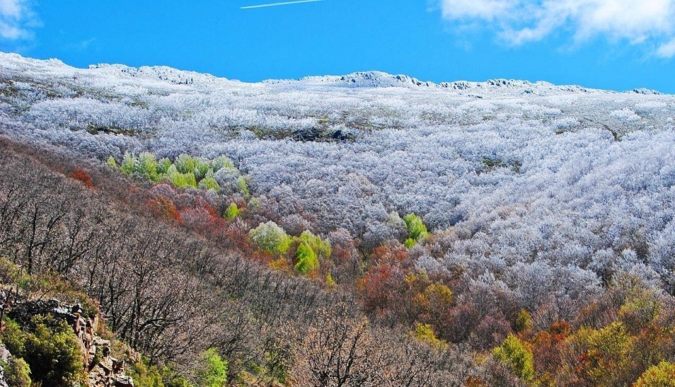 Excursiones desde Madrid: bosques de Riaza