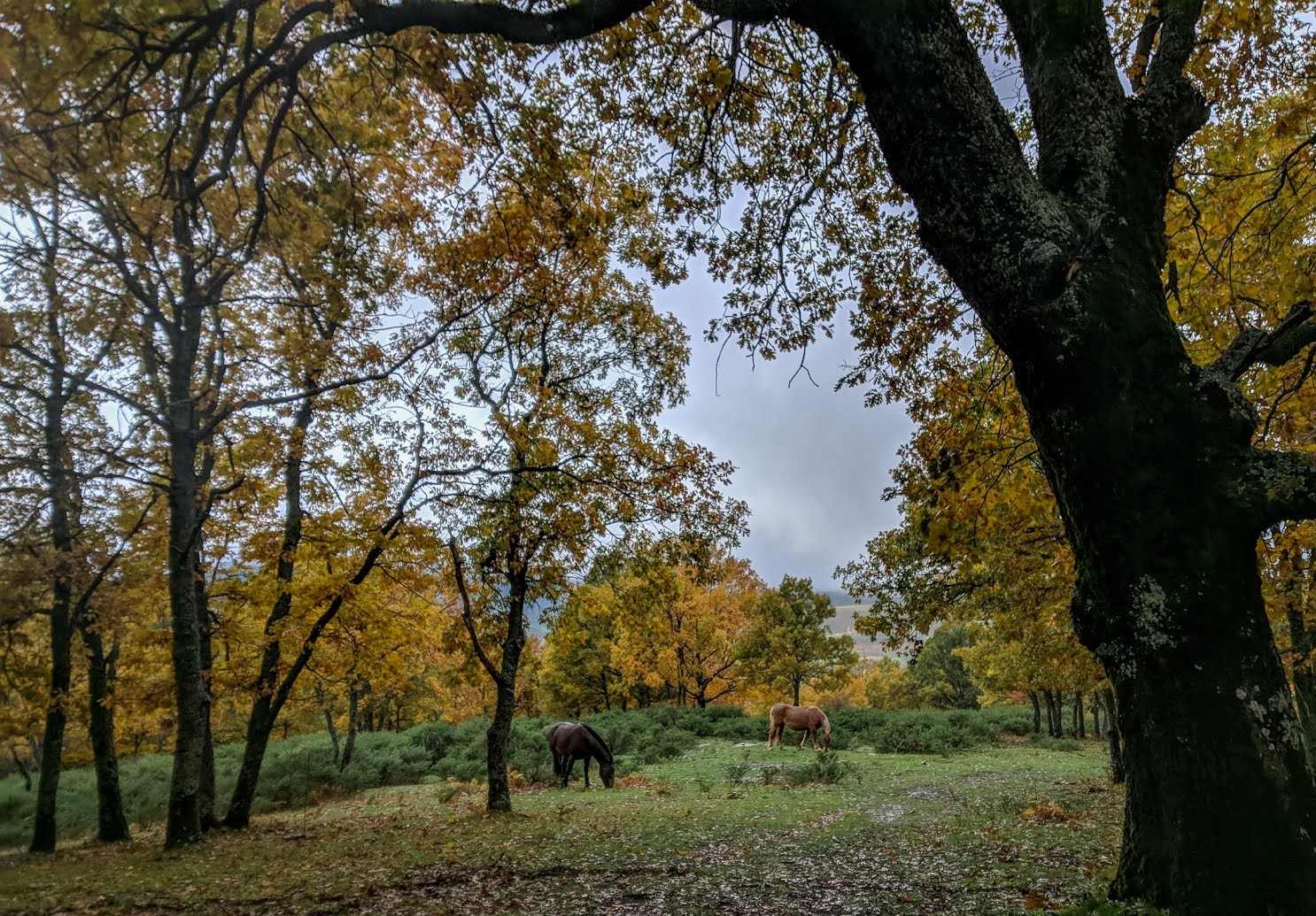 Excursiones desde Madrid: dehesa bonita