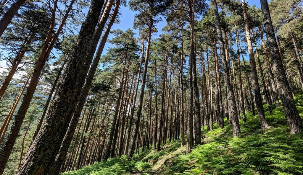 Excursiones desde Madrid: Valle de la Acebeda