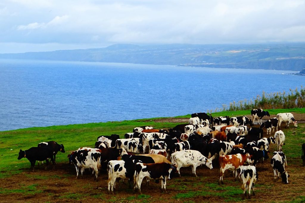 Ganado en Azores